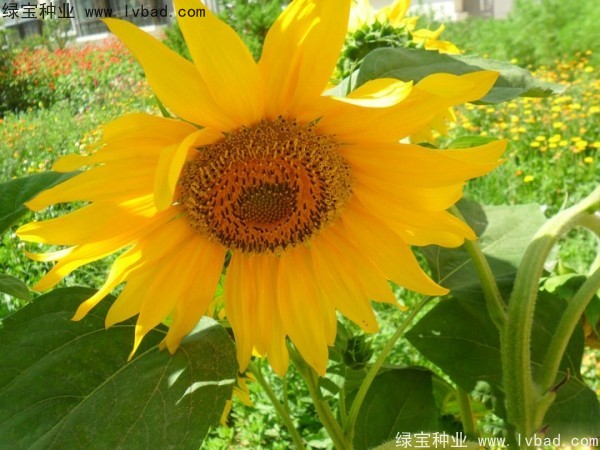 觀賞<a href='http://www.zishuwang.com.cn/caohuazhongzi/97271.html' target='_blank'>向日葵</a>種子
