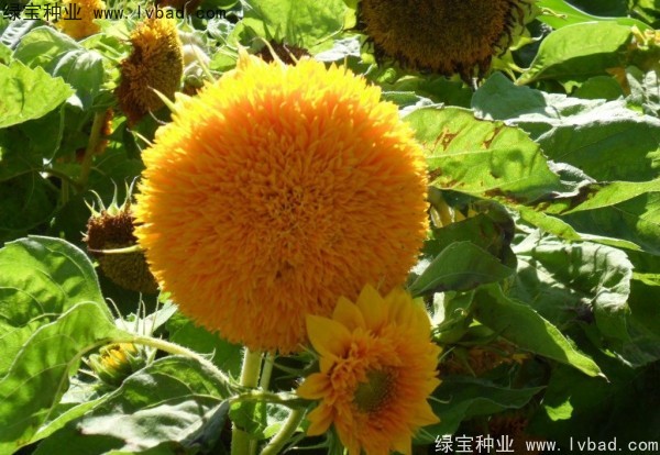 <a href='http://www.zishuwang.com.cn/caohuazhongzi/1057.html' target='_blank'>觀賞向日葵</a><a href='http://www.zishuwang.com.cn/' target='_blank'>種子</a>