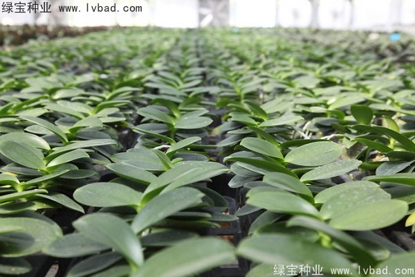 <a href='http://www.zishuwang.com.cn/caohuazhongzi/1066.html' target='_blank'>蝴蝶蘭種子</a>