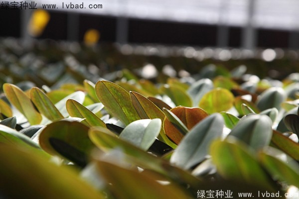 蝴蝶蘭<a href='http://www.zishuwang.com.cn/' target='_blank'>種子</a>
