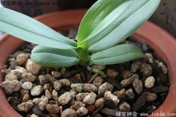 <a href='http://www.zishuwang.com.cn/caohuazhongzi/1066.html' target='_blank'>蝴蝶蘭</a><a href='http://www.zishuwang.com.cn/' target='_blank'>種子</a>