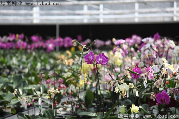 <a href='http://www.zishuwang.com.cn/caohuazhongzi/1066.html' target='_blank'>蝴蝶蘭</a><a href='http://www.zishuwang.com.cn/' target='_blank'>種子</a>