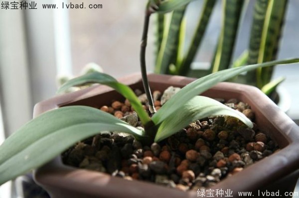 <a href='http://www.zishuwang.com.cn/caohuazhongzi/1066.html' target='_blank'>蝴蝶蘭種子</a>