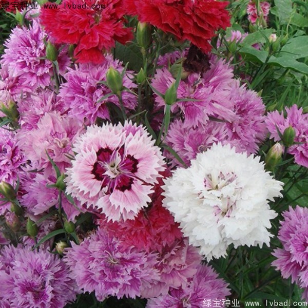 康乃馨<a href='http://www.zishuwang.com.cn/' target='_blank'>種子</a>
