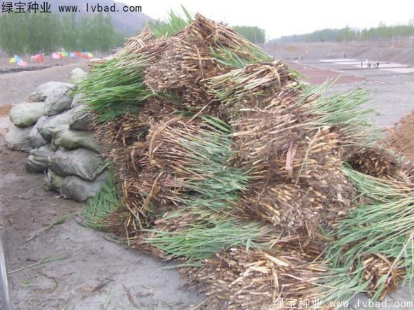 <a href='http://www.zishuwang.com.cn/shuicaozhongzi/1587.html' target='_blank'>蘆葦種子</a>