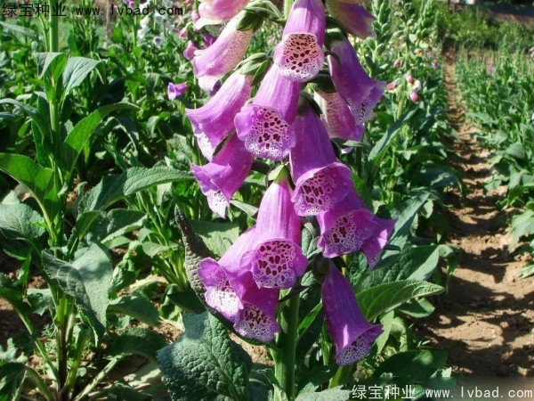 <a href='http://www.zishuwang.com.cn/caohuazhongzi/1596.html' target='_blank'>毛地黃種子</a>