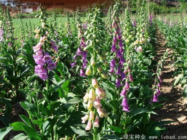 <a href='http://www.zishuwang.com.cn/caohuazhongzi/1596.html' target='_blank'>毛地黃種子</a>