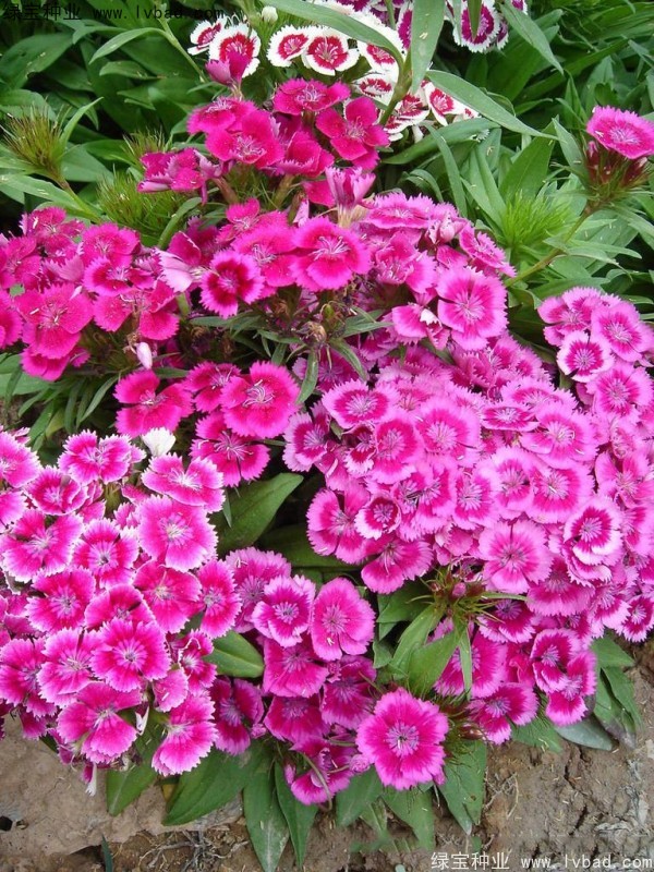 美國石竹<a href='http://www.zishuwang.com.cn/' target='_blank'>種子</a>