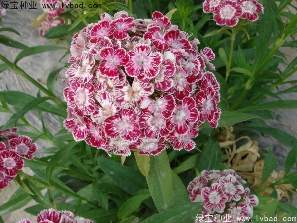 美國<a href='http://www.zishuwang.com.cn/caohuazhongzi/97045.html' target='_blank'>石竹種子</a>