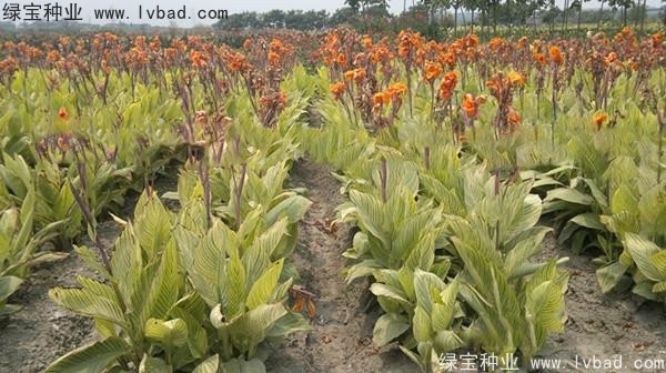 <a href='http://www.zishuwang.com.cn/caohuazhongzi/1601.html' target='_blank'>美人蕉種子</a>
