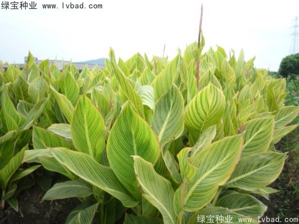 美人蕉<a href='http://www.zishuwang.com.cn/' target='_blank'>種子</a>