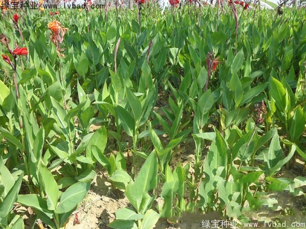 <a href='http://www.zishuwang.com.cn/caohuazhongzi/1601.html' target='_blank'>美人蕉種子</a>