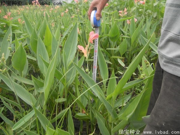 美人蕉<a href='http://www.zishuwang.com.cn/' target='_blank'>種子</a>