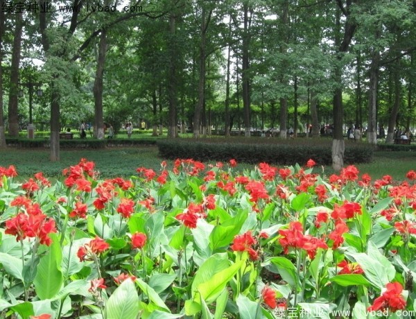 <a href='http://www.zishuwang.com.cn/caohuazhongzi/1601.html' target='_blank'>美人蕉種子</a>