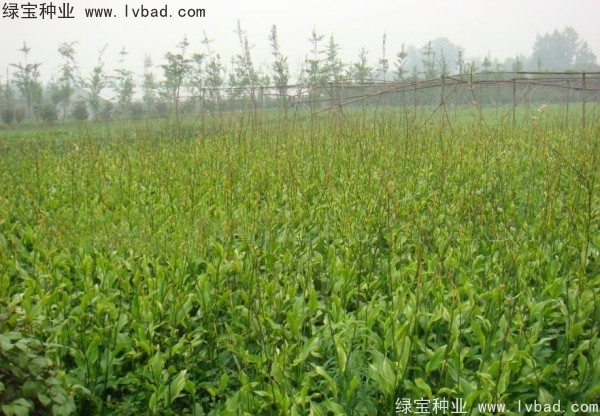 <a href='http://www.zishuwang.com.cn/caohuazhongzi/1601.html' target='_blank'>美人蕉</a><a href='http://www.zishuwang.com.cn/' target='_blank'>種子</a>