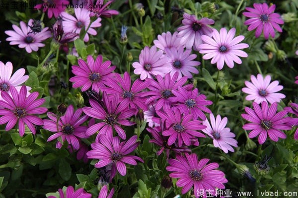 <a href='http://www.zishuwang.com.cn/caohuazhongzi/1604.html' target='_blank'>南非萬壽菊種子</a>