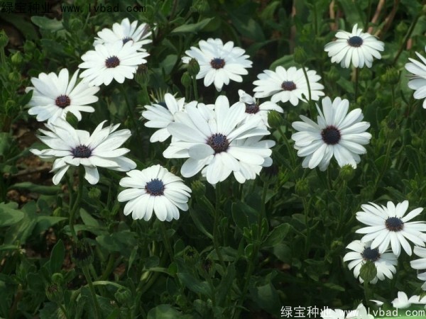 南非<a href='http://www.zishuwang.com.cn/caohuazhongzi/1631.html' target='_blank'>萬壽菊</a>種子