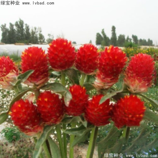 <a href='http://www.zishuwang.com.cn/caohuazhongzi/1611.html' target='_blank'>千日紅</a><a href='http://www.zishuwang.com.cn/' target='_blank'>種子</a>