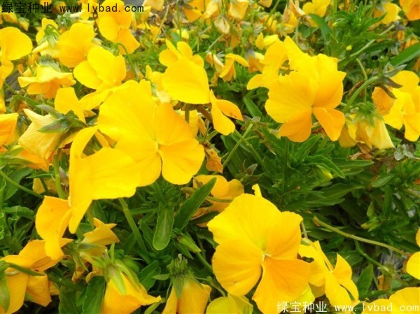 三色堇<a href='http://www.zishuwang.com.cn/' target='_blank'>種子</a>