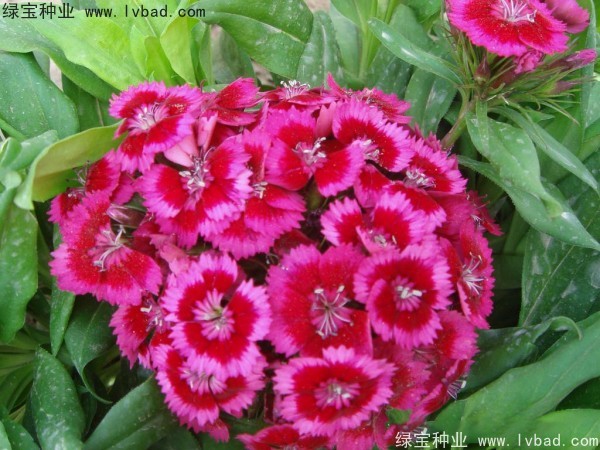 <a href='http://www.zishuwang.com.cn/caohuazhongzi/1632.html' target='_blank'>五彩石竹種子</a>