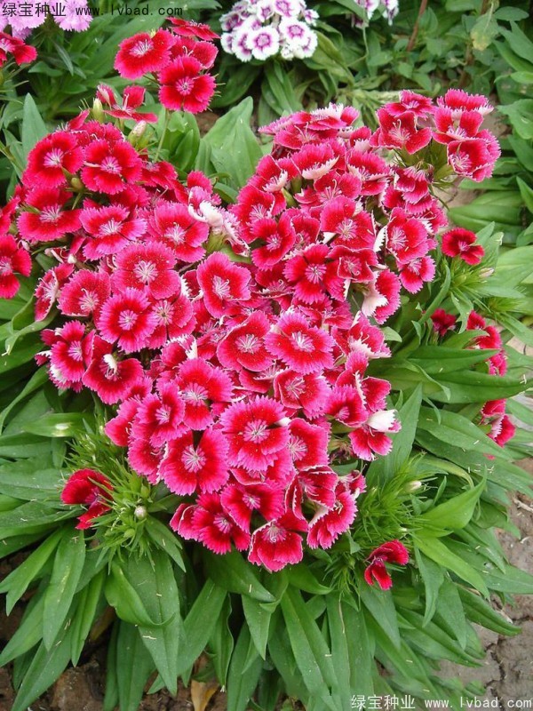五彩<a href='http://www.zishuwang.com.cn/caohuazhongzi/97045.html' target='_blank'>石竹種子</a>