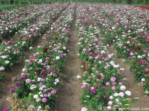 五彩<a href='http://www.zishuwang.com.cn/caohuazhongzi/97045.html' target='_blank'>石竹</a><a href='http://www.zishuwang.com.cn/' target='_blank'>種子</a>