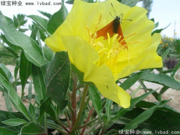 <a href='http://www.zishuwang.com.cn/caohuazhongzi/1649.html' target='_blank'>夜來香種子</a>