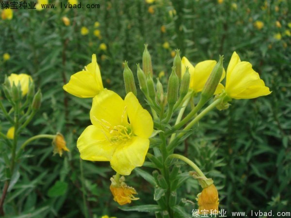 <a href='http://www.zishuwang.com.cn/caohuazhongzi/1649.html' target='_blank'>夜來香種子</a>