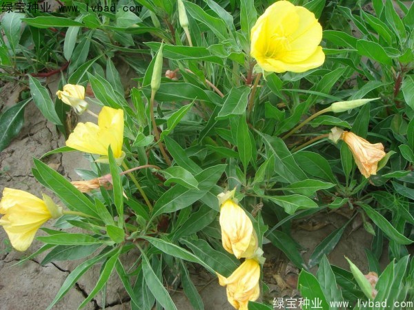 <a href='http://www.zishuwang.com.cn/caohuazhongzi/1649.html' target='_blank'>夜來香</a><a href='http://www.zishuwang.com.cn/' target='_blank'>種子</a>