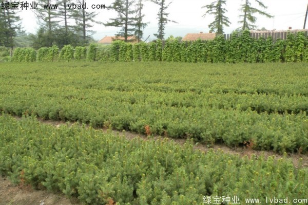 <a href='http://www.zishuwang.com.cn/linmuzhongzi/2196.html' target='_blank'>紅松種子</a>