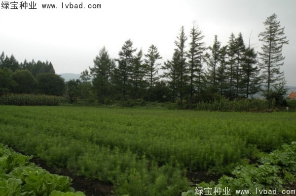 <a href='http://www.zishuwang.com.cn/linmuzhongzi/2196.html' target='_blank'>紅松</a><a href='http://www.zishuwang.com.cn/' target='_blank'>種子</a>