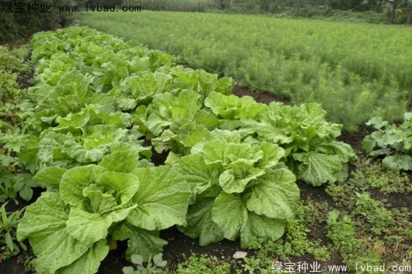 <a href='http://www.zishuwang.com.cn/linmuzhongzi/2196.html' target='_blank'>紅松</a>種子