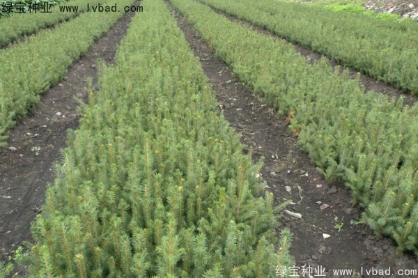 <a href='http://www.zishuwang.com.cn/linmuzhongzi/2196.html' target='_blank'>紅松種子</a>