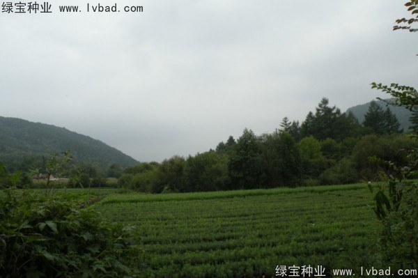 <a href='http://www.zishuwang.com.cn/linmuzhongzi/2196.html' target='_blank'>紅松種子</a>