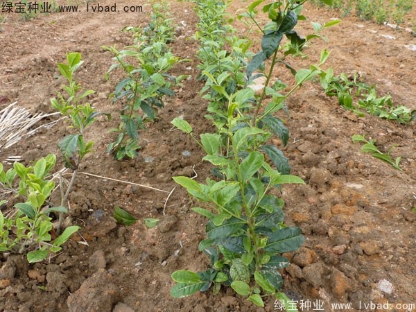 <a href='http://www.zishuwang.com.cn/linmuzhongzi/2198.html' target='_blank'>茶樹種子</a>