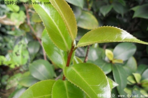 <a href='http://www.zishuwang.com.cn/linmuzhongzi/2198.html' target='_blank'>茶樹種子</a>