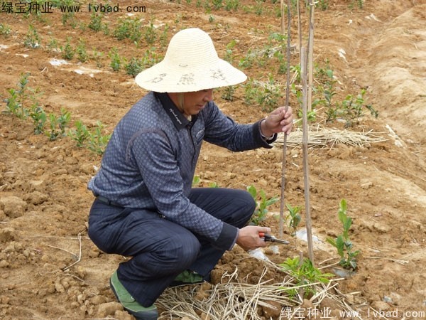 <a href='http://www.zishuwang.com.cn/linmuzhongzi/2198.html' target='_blank'>茶樹種子</a>
