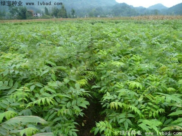 <a href='http://www.zishuwang.com.cn/linmuzhongzi/2199.html' target='_blank'>黃柏種子</a>