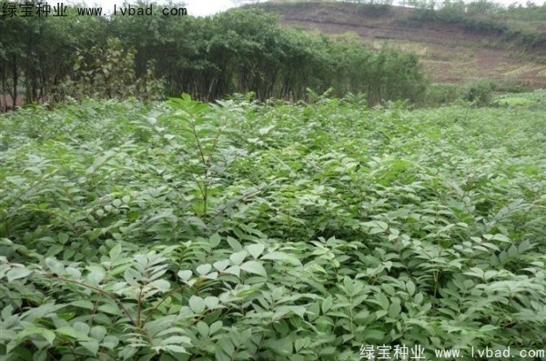 <a href='http://www.zishuwang.com.cn/linmuzhongzi/2199.html' target='_blank'>黃柏</a><a href='http://www.zishuwang.com.cn/' target='_blank'>種子</a>