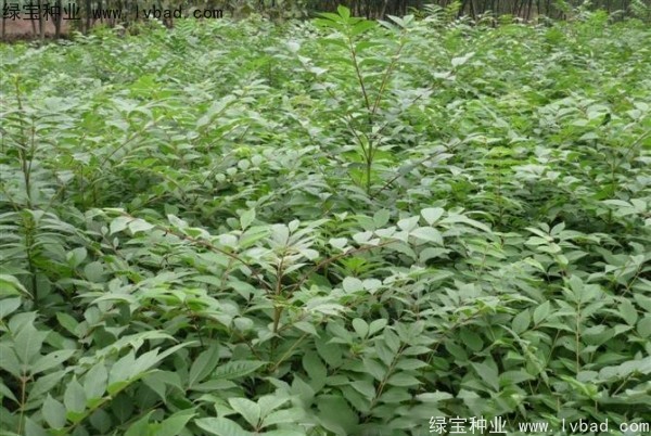 <a href='http://www.zishuwang.com.cn/linmuzhongzi/2199.html' target='_blank'>黃柏</a><a href='http://www.zishuwang.com.cn/' target='_blank'>種子</a>