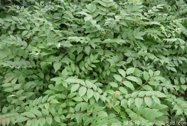 <a href='http://www.zishuwang.com.cn/linmuzhongzi/2199.html' target='_blank'>黃柏種子</a>