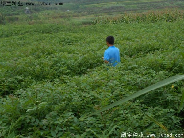 <a href='http://www.zishuwang.com.cn/linmuzhongzi/2199.html' target='_blank'>黃柏</a><a href='http://www.zishuwang.com.cn/' target='_blank'>種子</a>