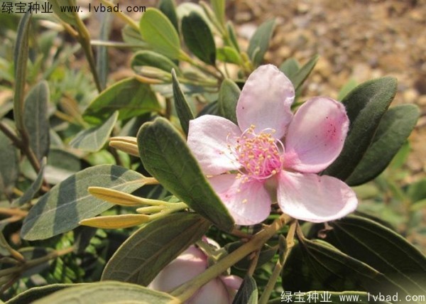 <a href='http://www.zishuwang.com.cn/linmuzhongzi/2210.html' target='_blank'>桃金娘種子</a>