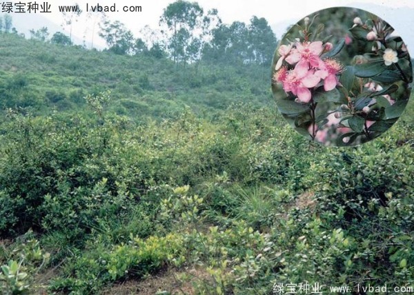 <a href='http://www.zishuwang.com.cn/linmuzhongzi/2210.html' target='_blank'>桃金娘種子</a>