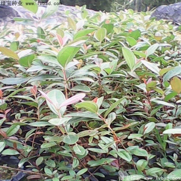 <a href='http://www.zishuwang.com.cn/linmuzhongzi/2210.html' target='_blank'>桃金娘種子</a>