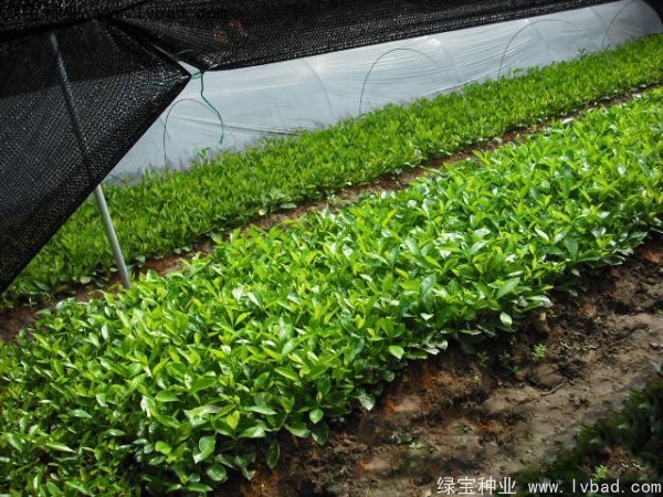 <a href='http://www.zishuwang.com.cn/linmuzhongzi/2212.html' target='_blank'>梔子花種子</a>