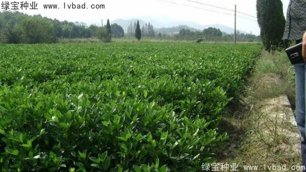 <a href='http://www.zishuwang.com.cn/linmuzhongzi/2212.html' target='_blank'>梔子花</a><a href='http://www.zishuwang.com.cn/' target='_blank'>種子</a>
