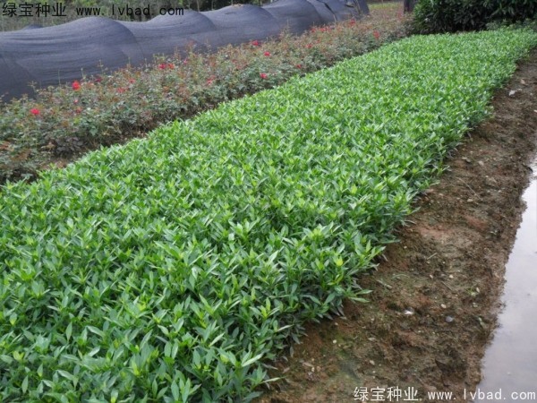 <a href='http://www.zishuwang.com.cn/linmuzhongzi/2212.html' target='_blank'>梔子花</a><a href='http://www.zishuwang.com.cn/' target='_blank'>種子</a>
