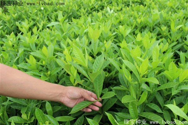 <a href='http://www.zishuwang.com.cn/linmuzhongzi/2212.html' target='_blank'>梔子花種子</a>