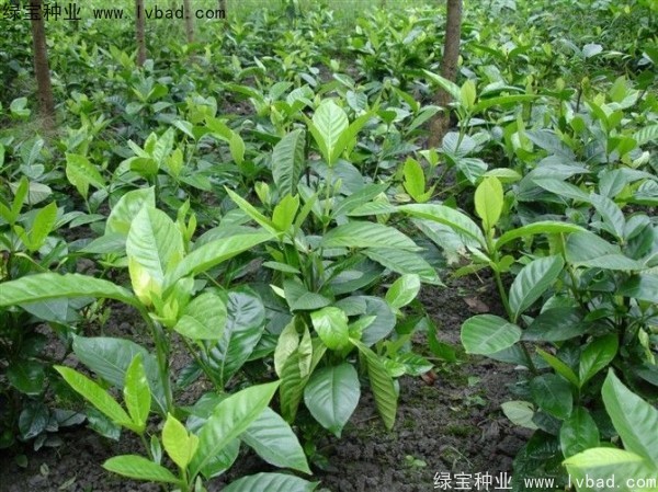 梔子花<a href='http://www.zishuwang.com.cn/' target='_blank'>種子</a>